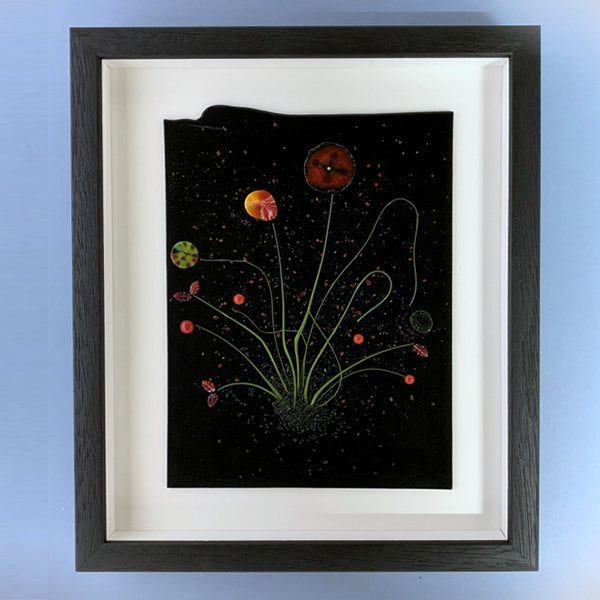 Poppy burst night garden